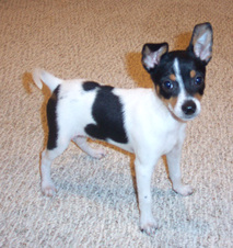 Nightingale's Family