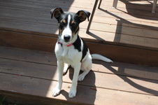 Rascal (Virginia Beach, VA)