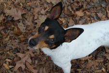 Bandit 2013