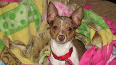 Dottie