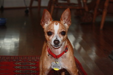Little Joe