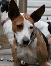Patch