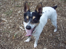 Archie
