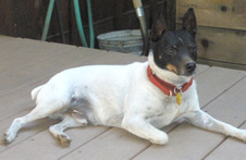 Chipper