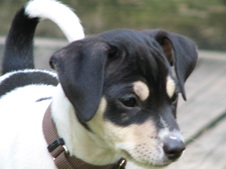 Nigel