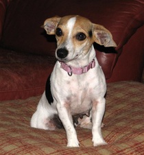 Praline