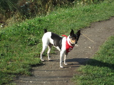 Risha