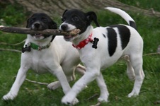 Seven Dwarfs pups
