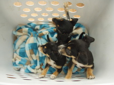 threecheesypups