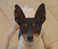 Oscar