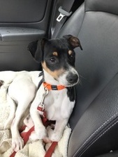 Archie