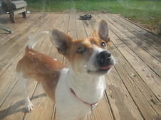 Biscuit