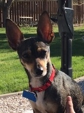 Dutchess