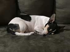Jake