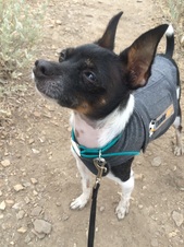 Jax