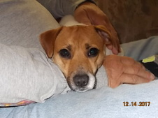 Jax Rat Terrier