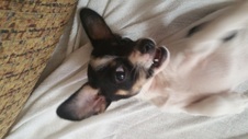 Pixie