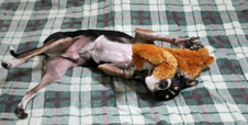 Enlarge photo 6