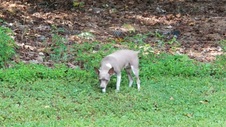 Enlarge photo 11