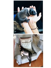 Enlarge photo 42