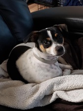 Doozer