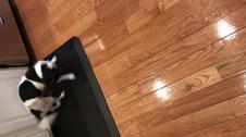 Enlarge MOV 6