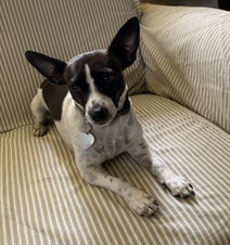 Doodlebug