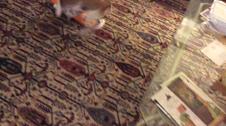 Enlarge MOV 8