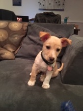 Rufus