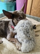 Chewy