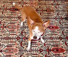 Baxter