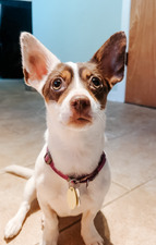 Dobbie