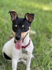 Pepper