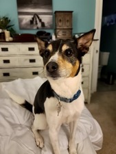 Cooper (Island Lake, IL.)