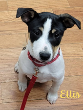 Ellis
