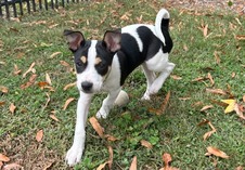 Elsie