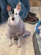 Lily (Island Lake, IL)