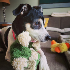Nellie