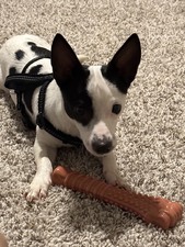 Peanut