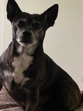 Rocco