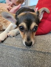 Scout
