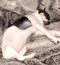 Trudy