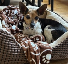 Lulu