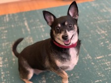 NR 2024 Adoptions (Jan-Dec 2024)