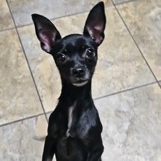 Pixi