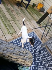 Enlarge photo 2