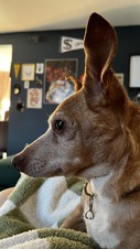 Rosie (Charlotte, NC)