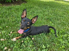 NR 2025 Adoptions (Jan-Dec 2025)