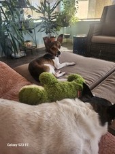 NR 2025 Adoptions (Jan-Dec 2025)