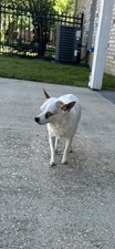 Enlarge photo 21
